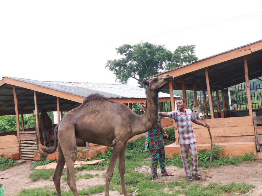 Camel & Donkey Rides