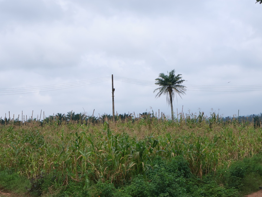 Maize Grain Farm