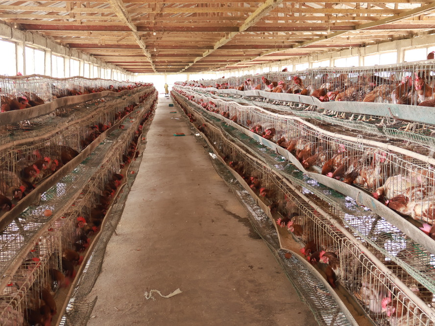 Poultry Farm, Piggery & Snailery