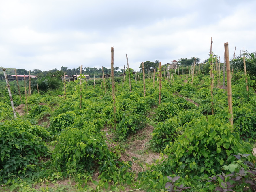 Organic Yam Cultivation